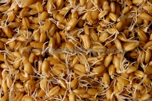Le jus de blé germé