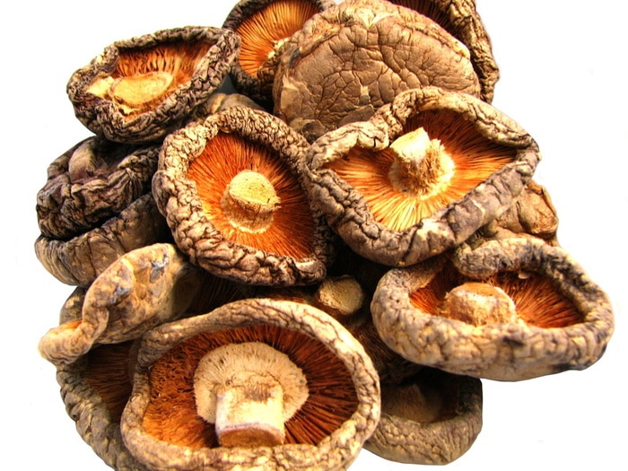 Le champignon Shiitake (Lentinus edodes)