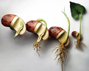 Le blé germé