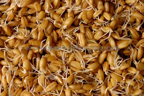 Le blé germé