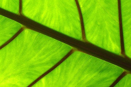 La chlorophylle