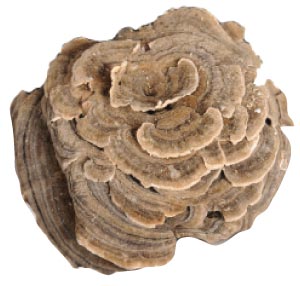 Le Maitake (grifola fondosa)