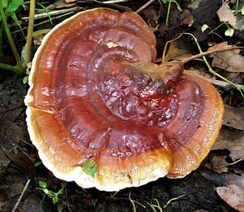 Le Reishi (ganoderma lucidum)