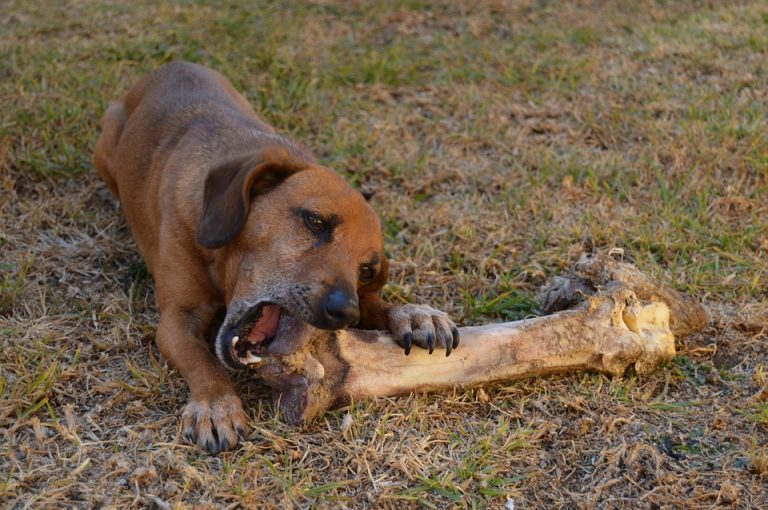 Alimentation du chien : les astuces pour bien le nourrir