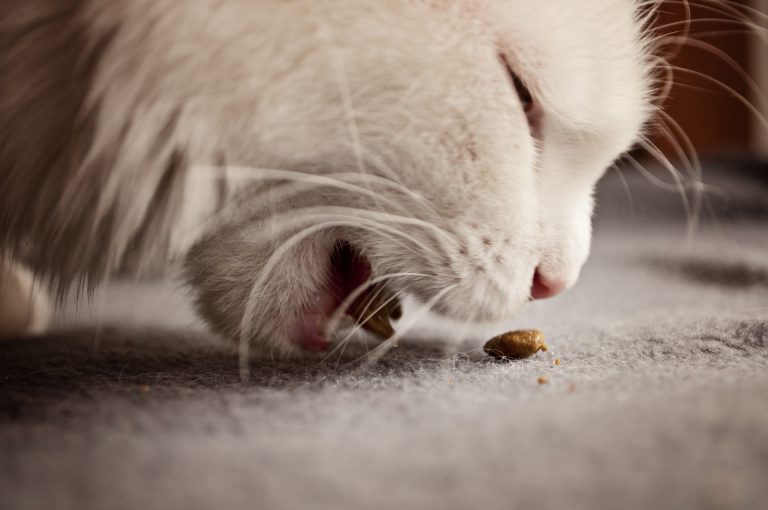 Que valent les croquettes sans céréales ?